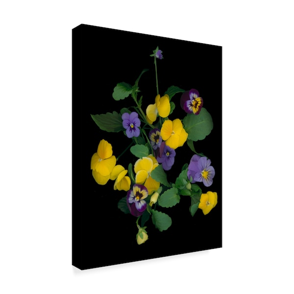 Susan S. Barmon 'Pansies 1' Canvas Art,14x19